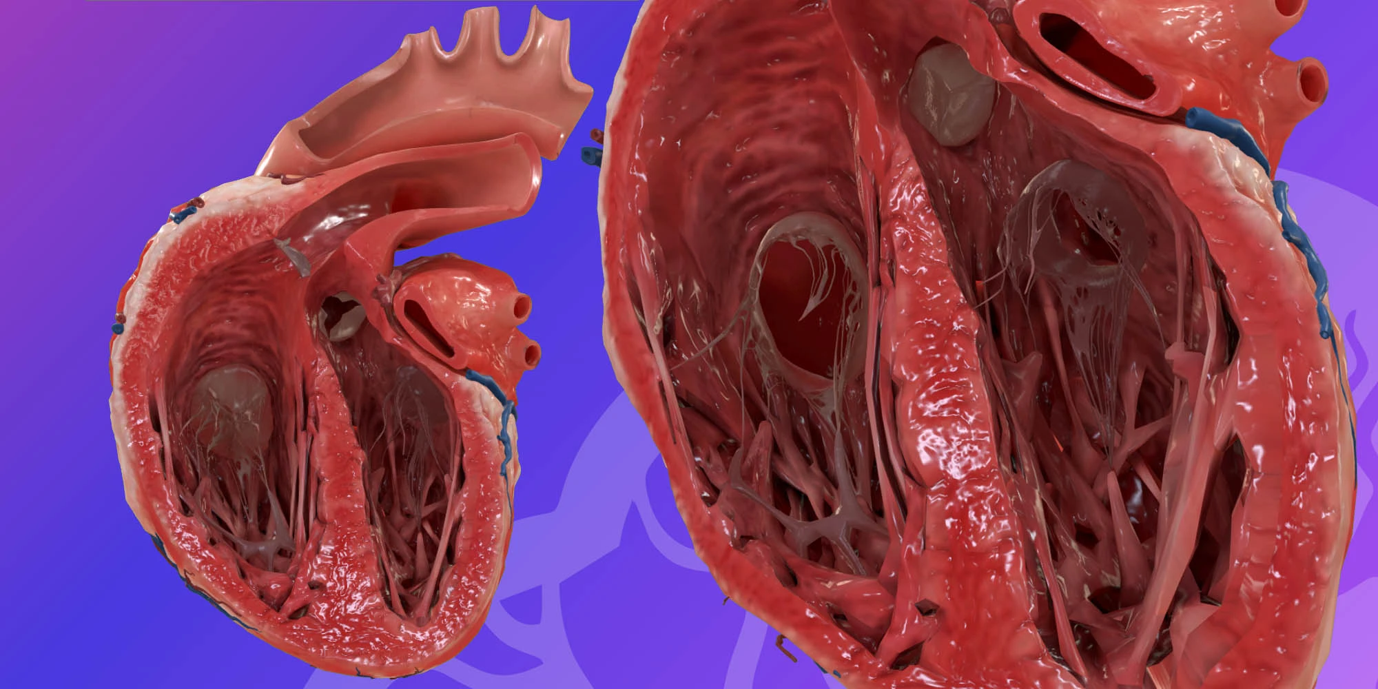 Thorax heart - left sagittal sections image